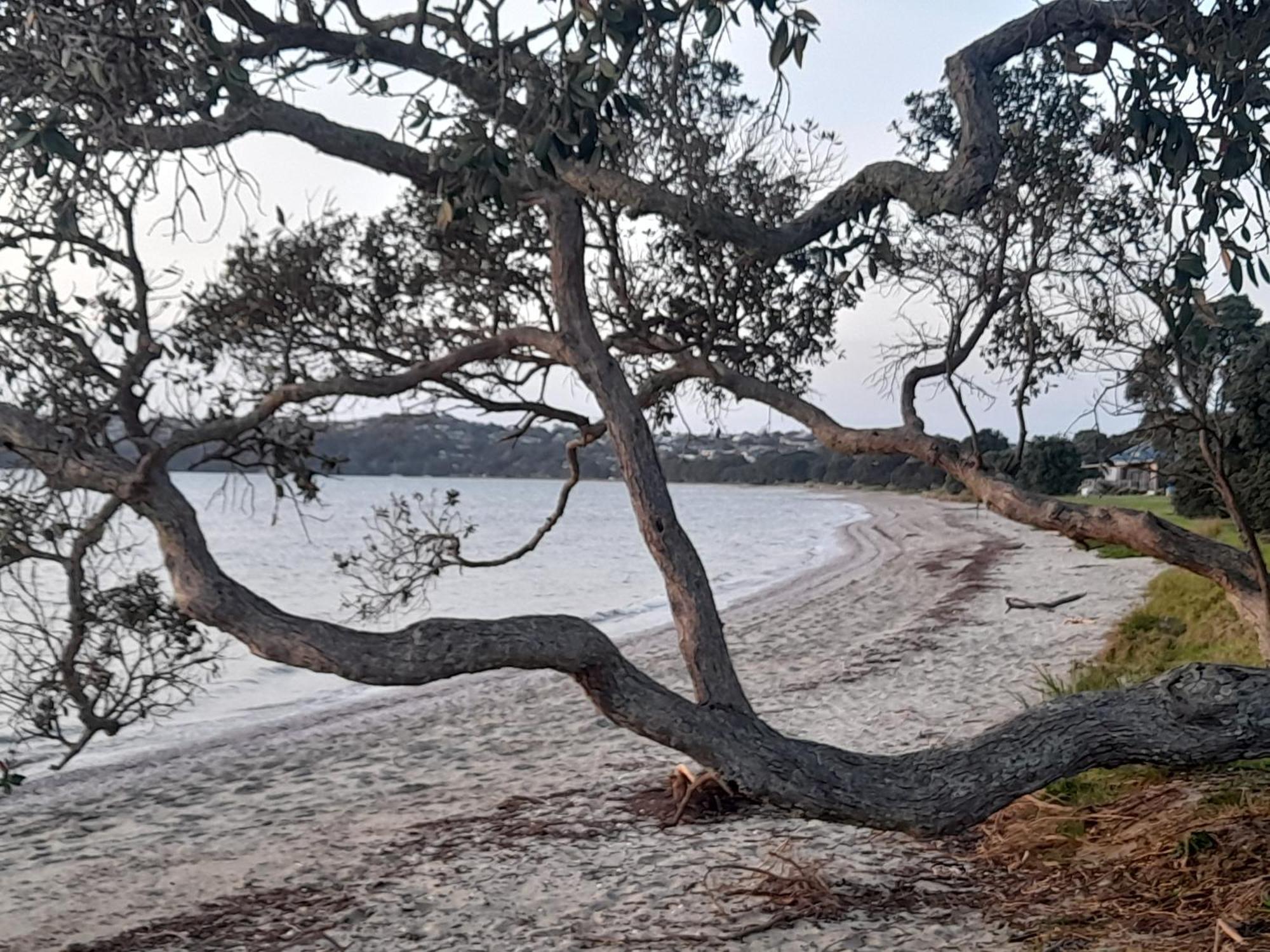 ホテル Kawau View Studio Snells Beach エクステリア 写真